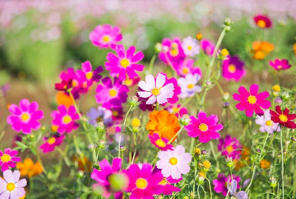 iStockpatio_plantes_cosmos