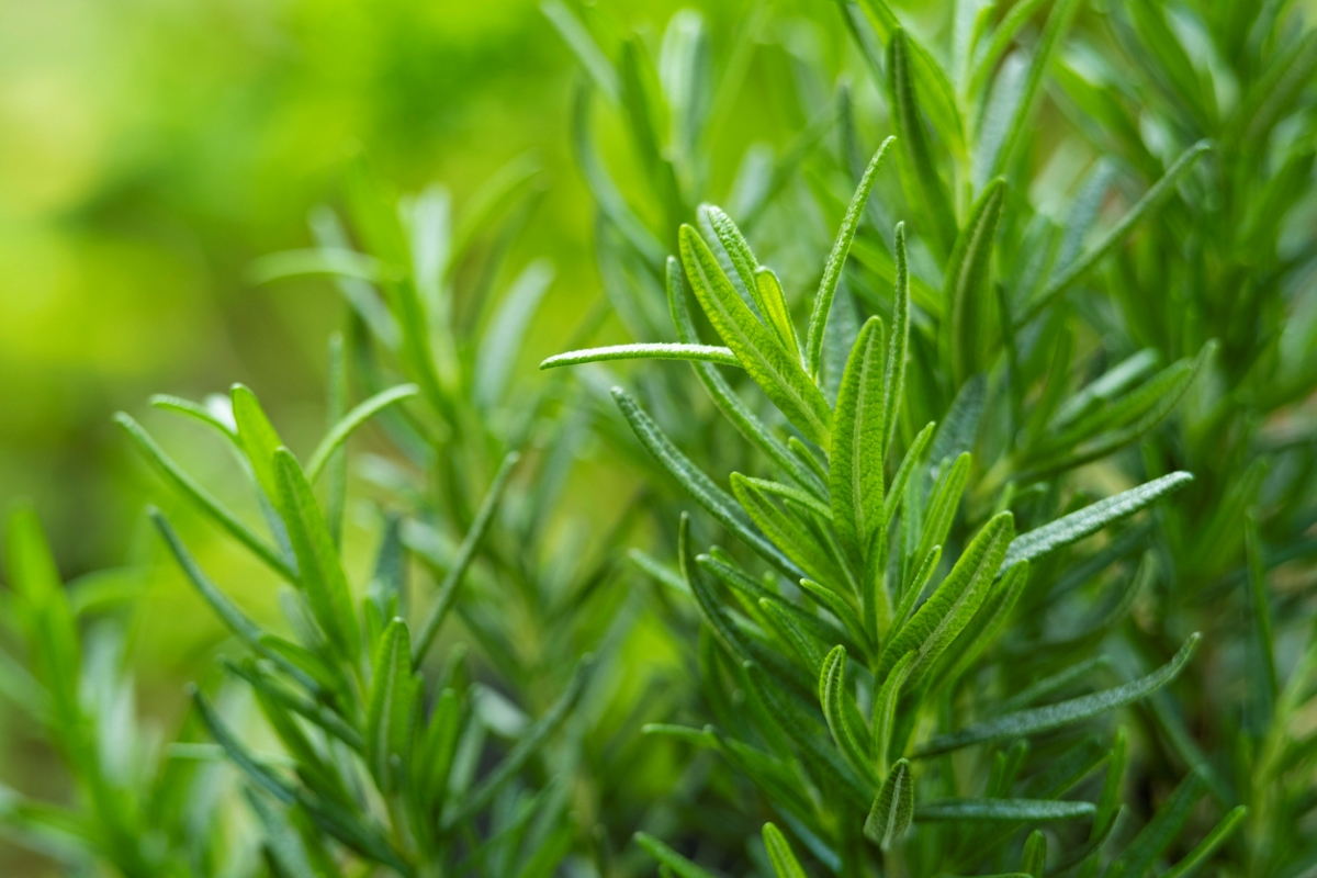 Gros plan d'une plante de romarin.