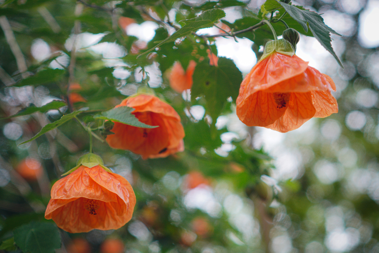 Orange flowering maple flowers growing outdoors.