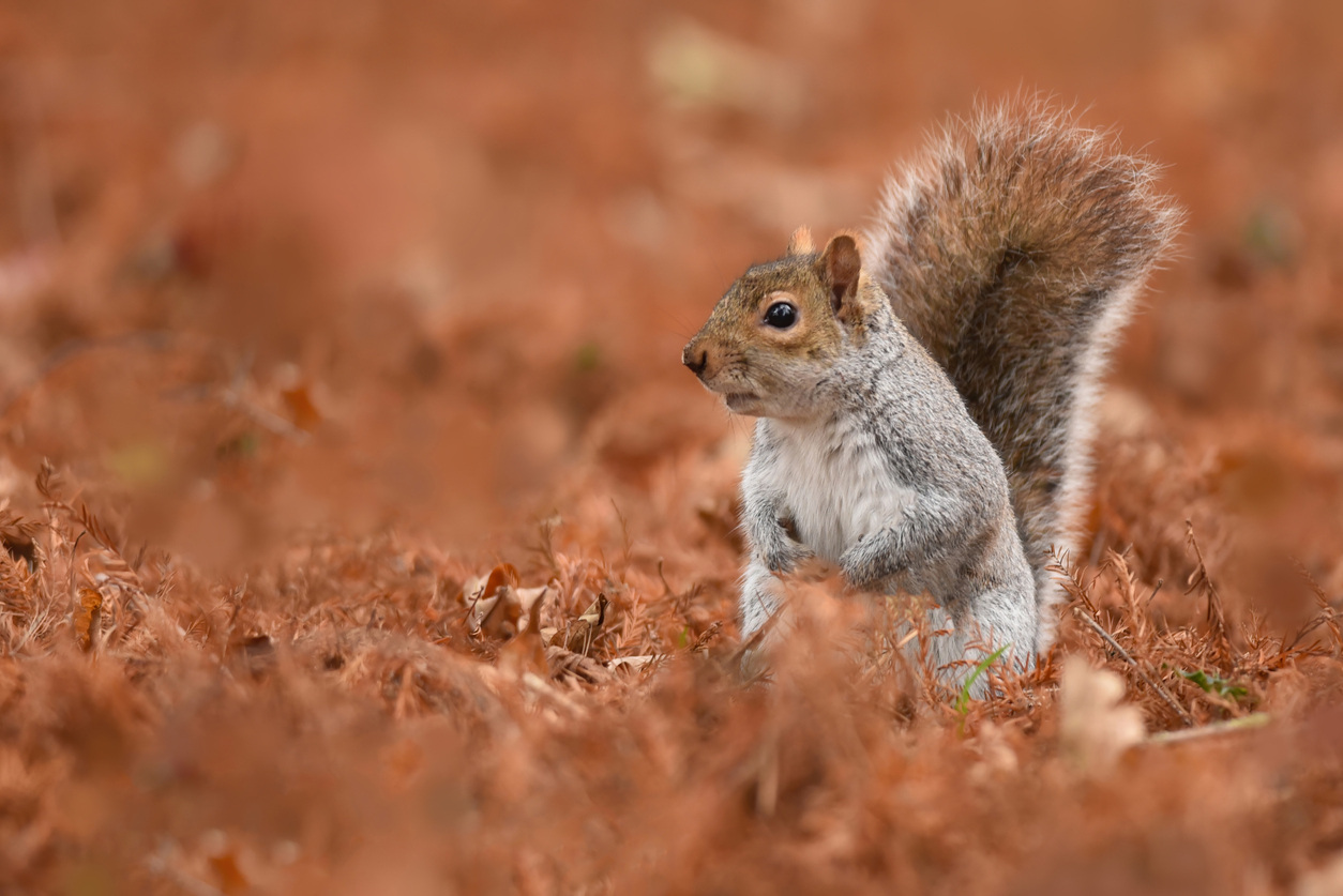 types of squirrels