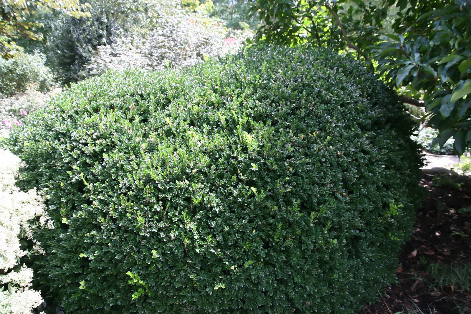 Buxus sempervirens ‘Vardar Valley’