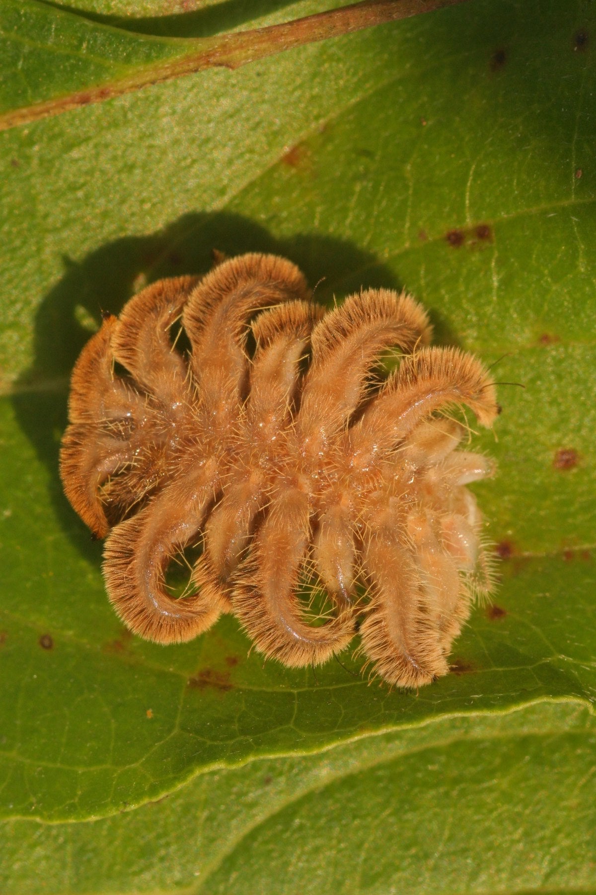 8 Stinging Caterpillars All Home Gardeners Should Be Aware Of