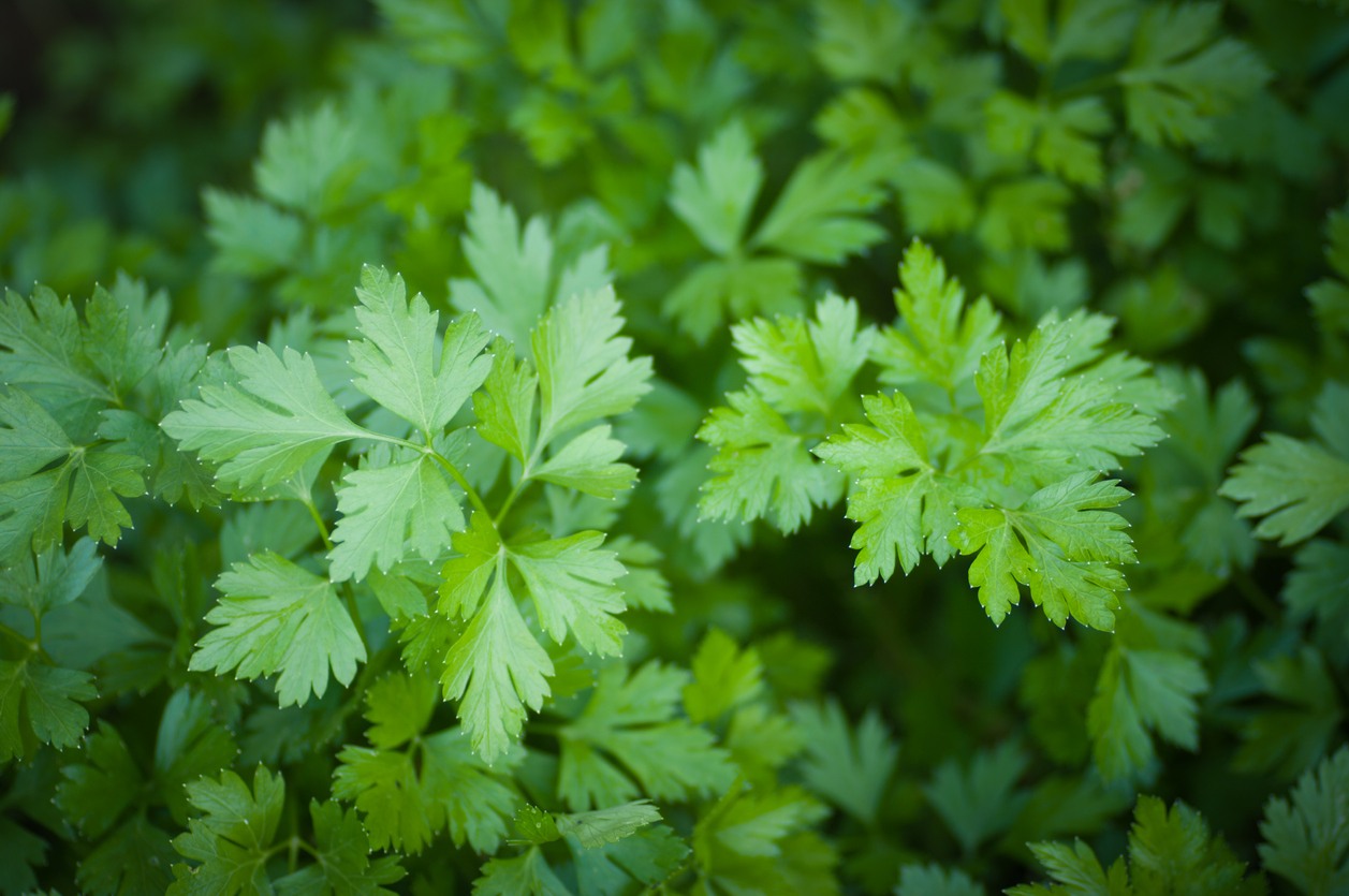 best herbs to grow indoors