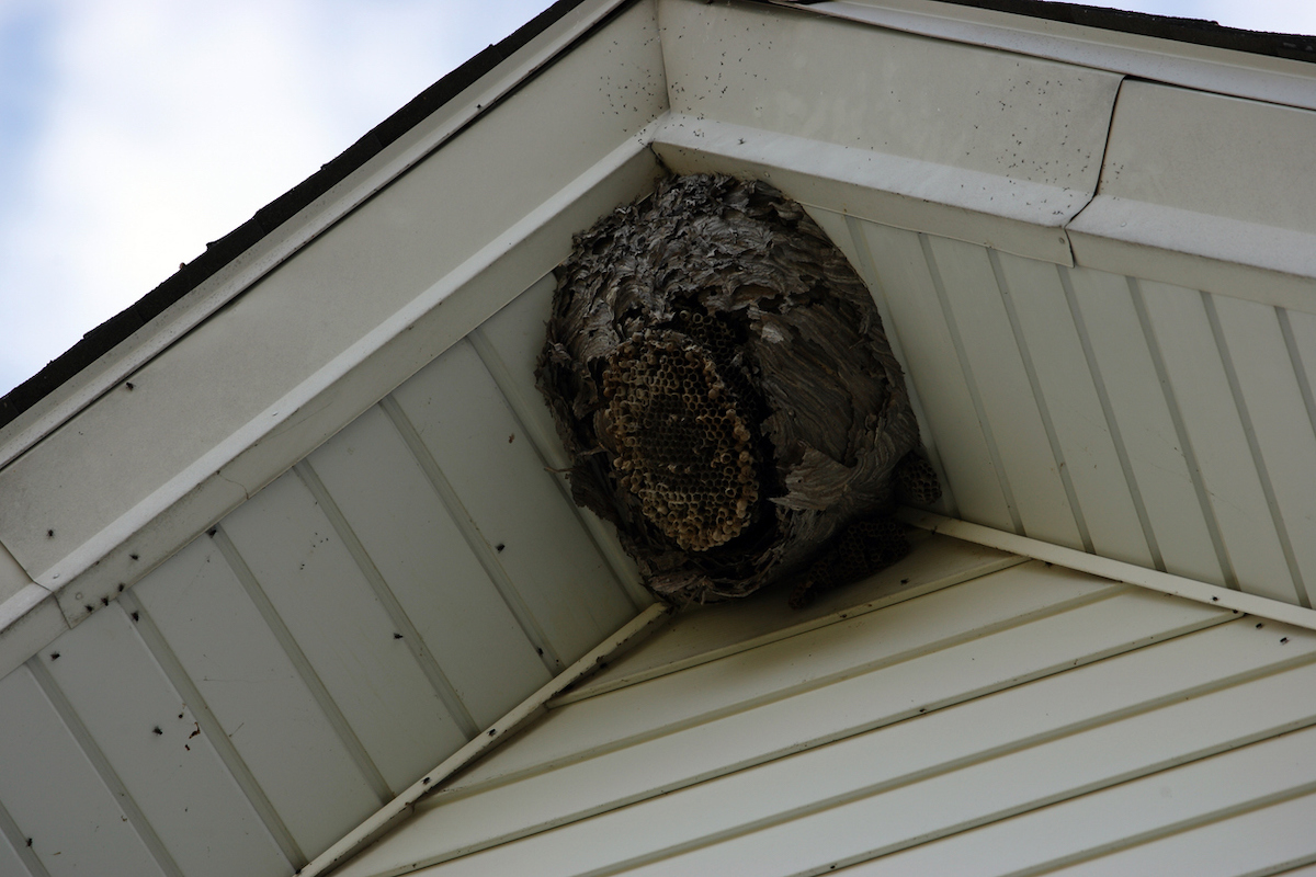 Un nid de guêpes est suspendu sous l'avant-toit d'une maison.