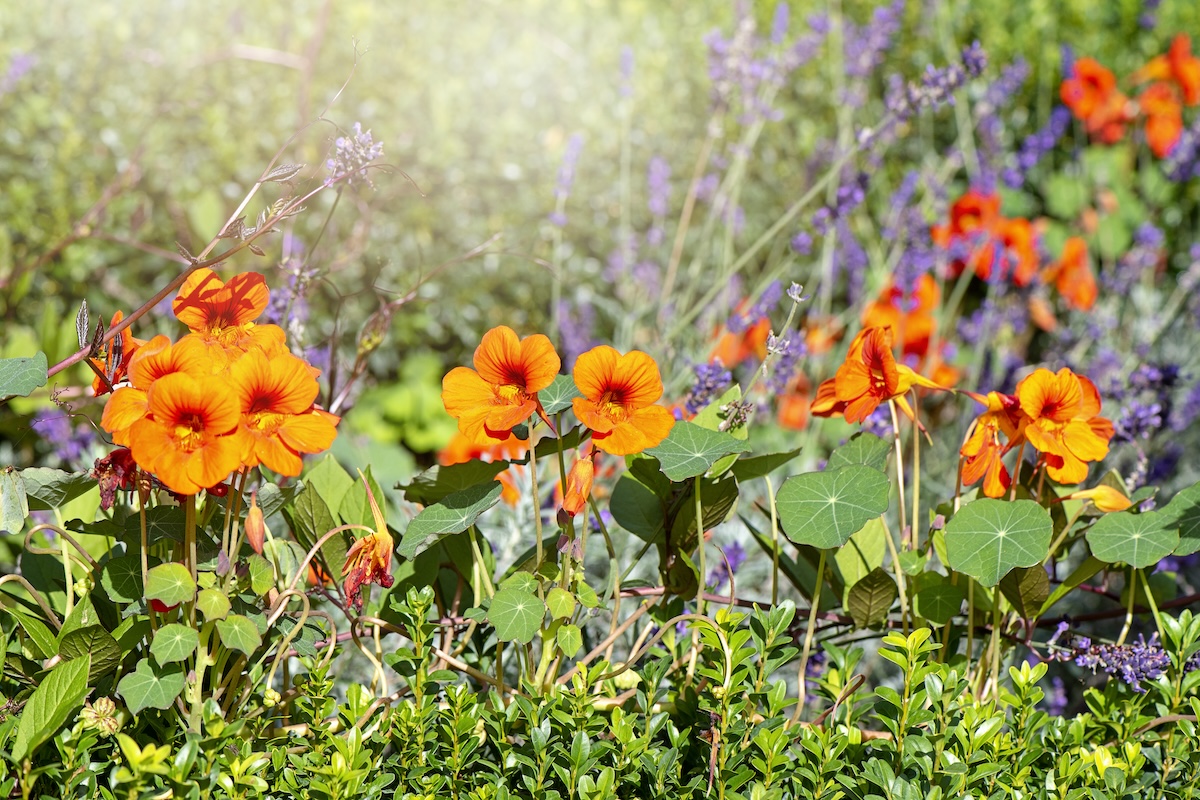 Orange nasturtiums planted among other wildflowers.