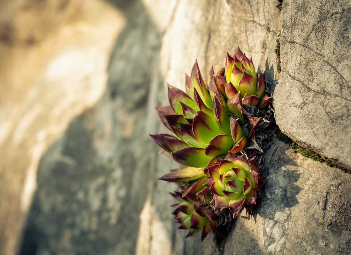 The 15 Best Plants for Rock Gardens