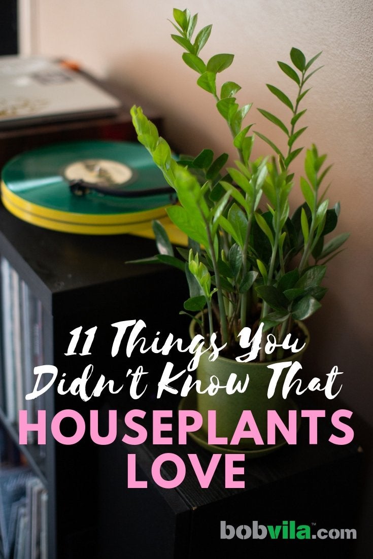 11 Things You Didn’t Know That Houseplants Love