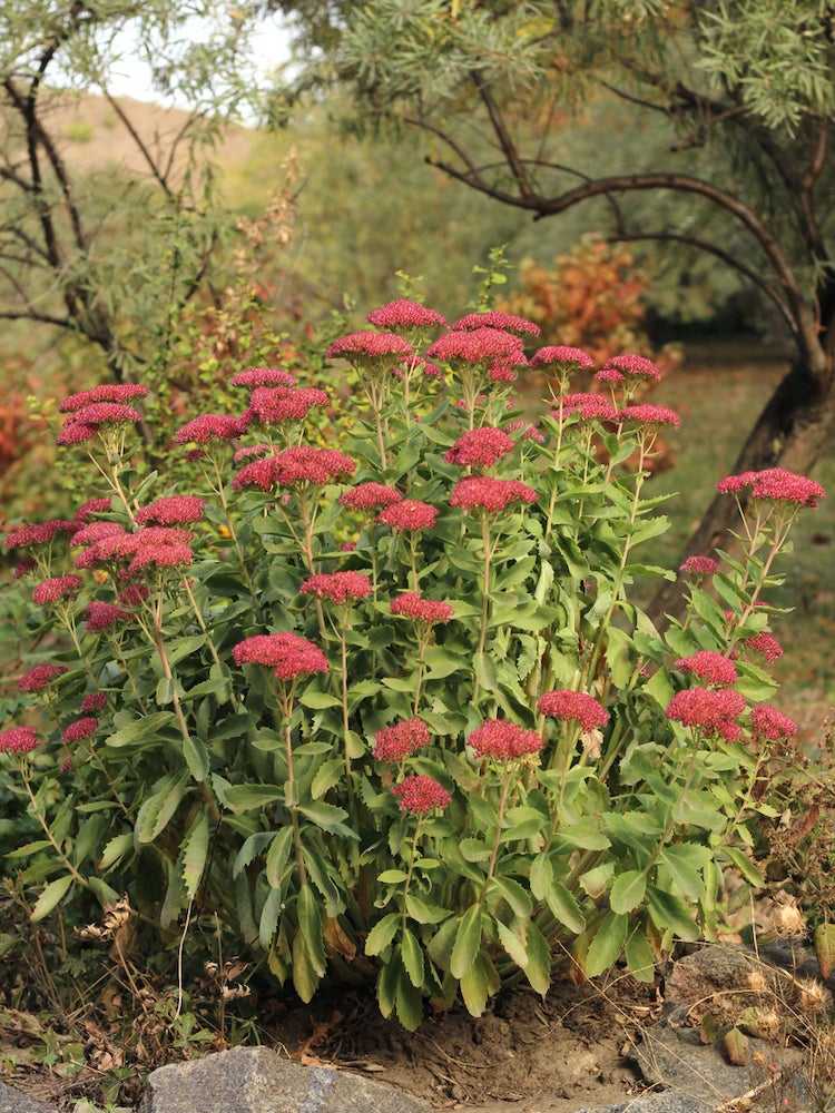 The 15 Best Plants for Rock Gardens