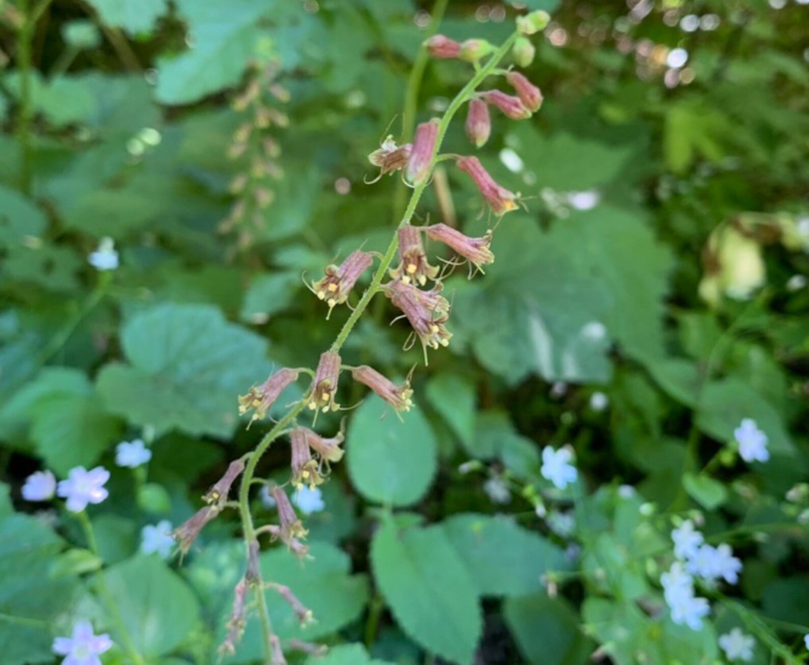 Piggback plant sprouts from green bush.