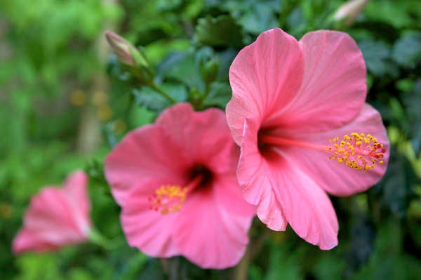 iStock_plantes_de_patio_hibiscus_chinois