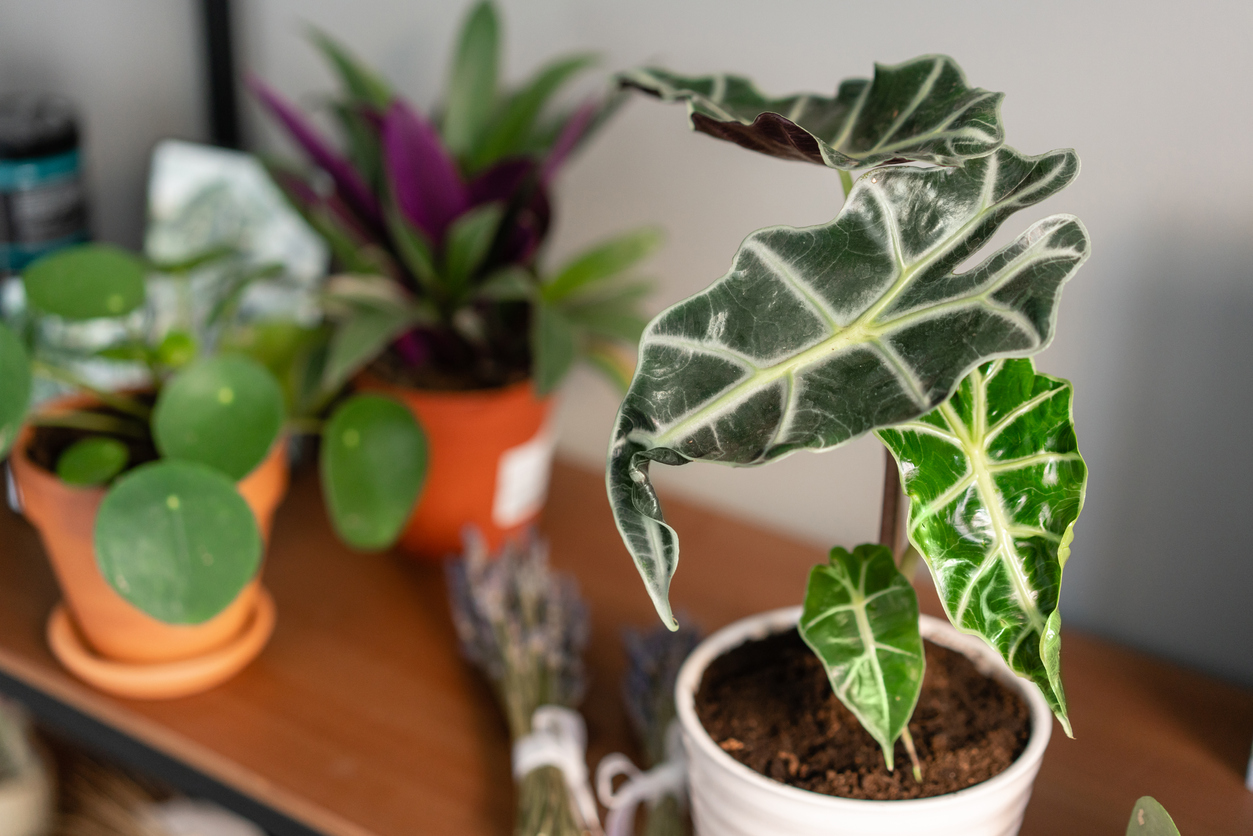 Soins d'Alocasia