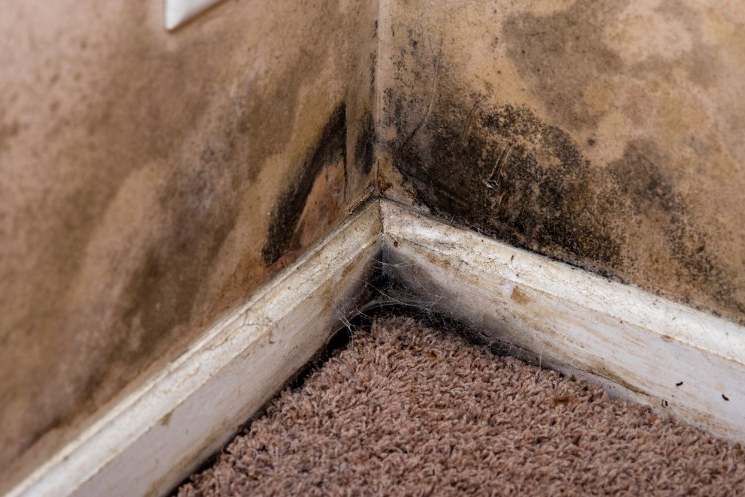 Black Mold vs. Wood Rot