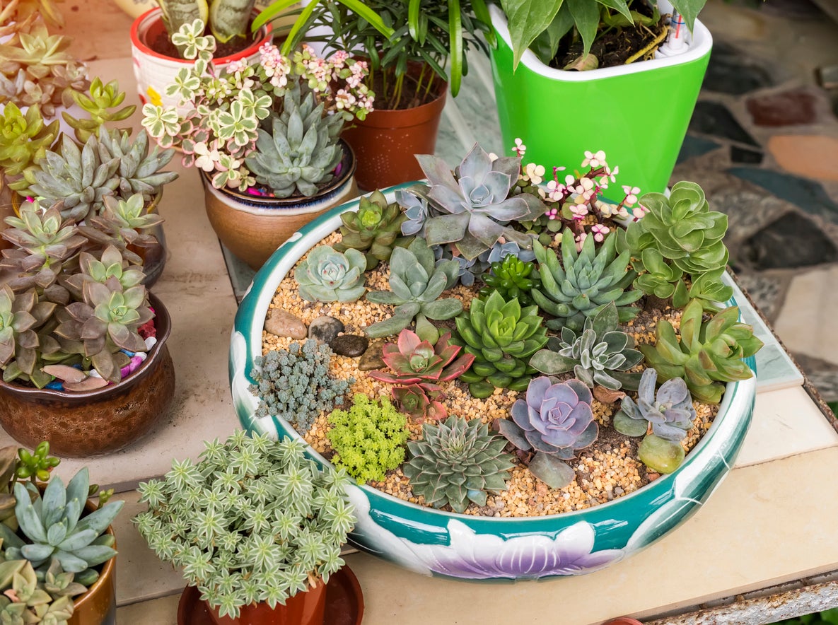 15 Dish Garden Plants for Unique Arrangements