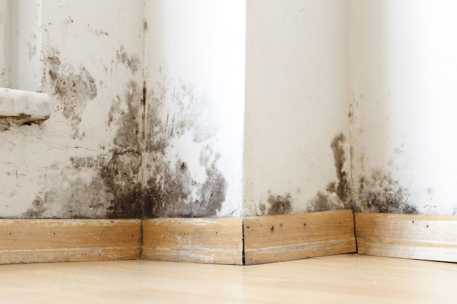 Black Mold vs. Wood Rot