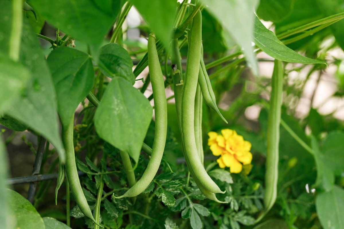 Haricots à rames poussant dans le jardin.