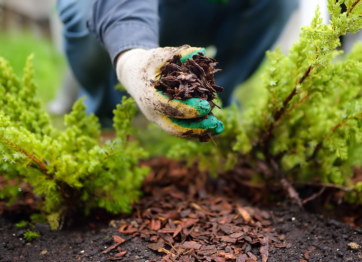 9 Reasons You Should Mulch Your Garden Every Fall