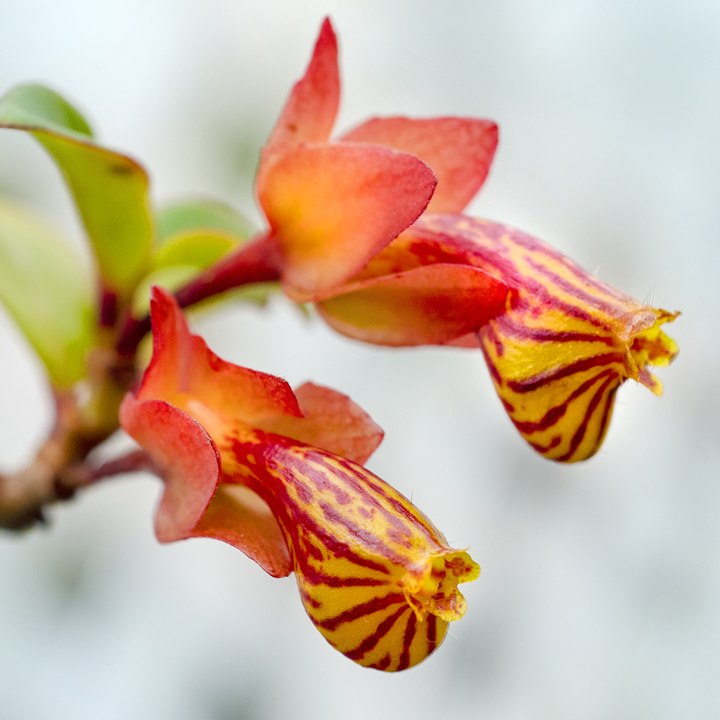 Bright orange Goldfish Plant buds with red strips grow from green stem.