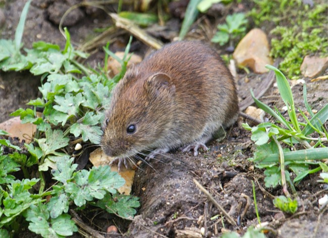 Vole vs. Mole: How to Tell Which Pest is Tunneling Through Your Yard and Garden