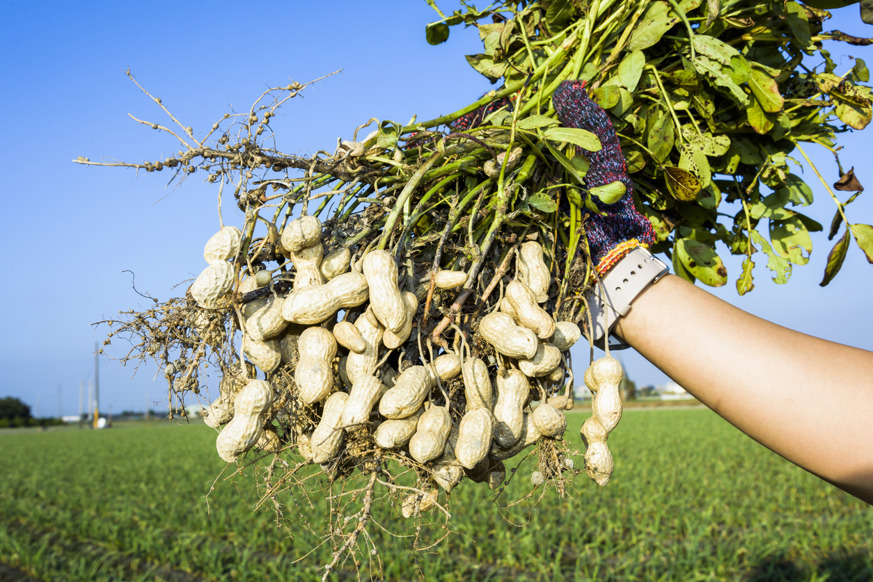 Gloved farmer holding up a harvested peanut plant