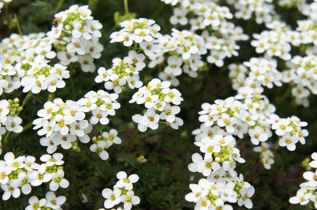 iStock-902553006 annual flowers sweet alyssum.jpg