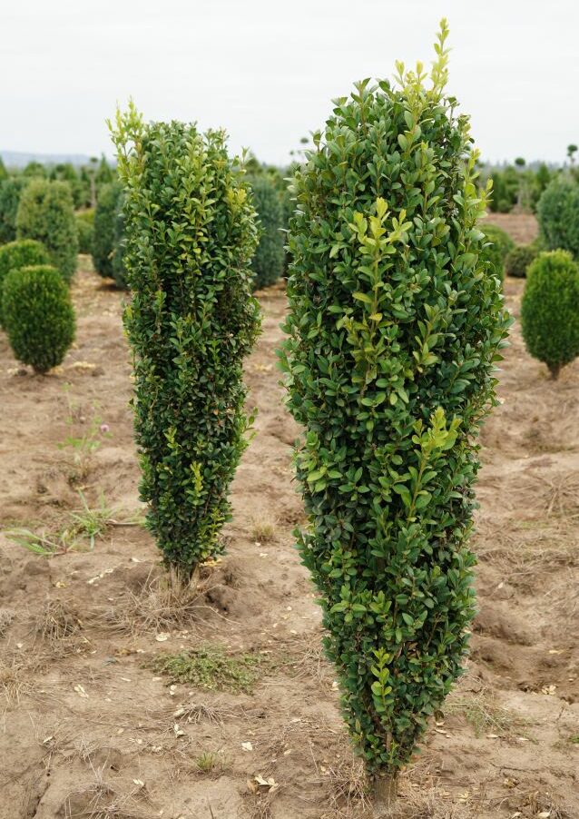 Buxus sempervirens ‘Graham Blandy’