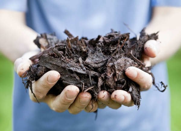 Outstretched hands holding mulch