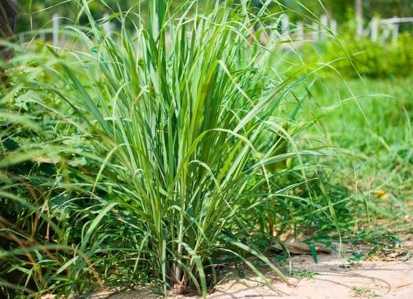 plantes qui éloignent les moustiques