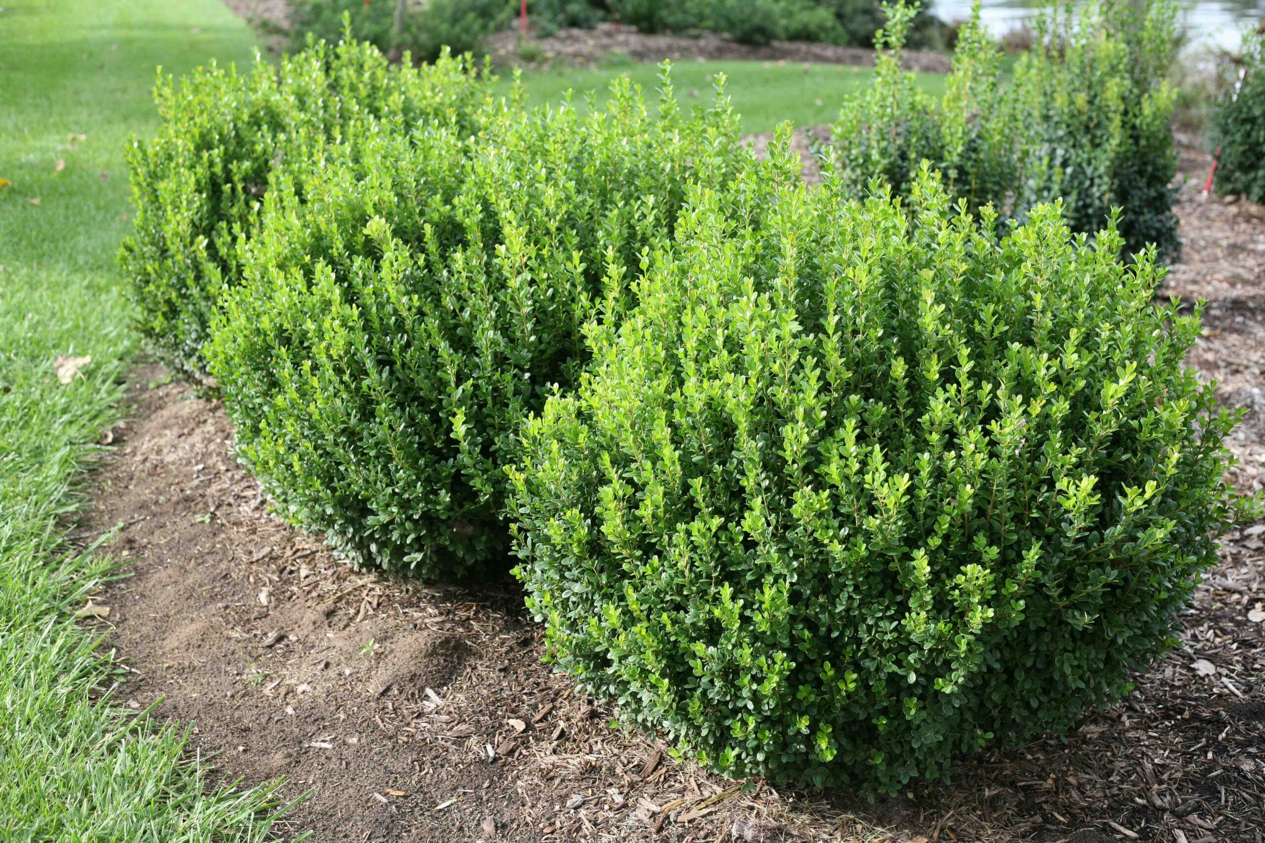 Sprinter Boxwood Hedge