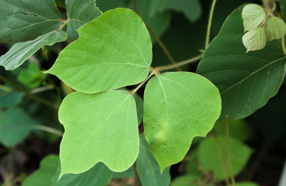 Kudzu leaves