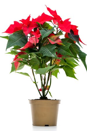 Poinsettia Care - Do's and Don'ts