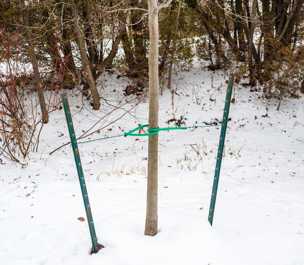 how to stake a tree