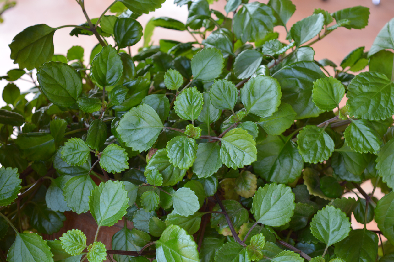 Large dark green Swedish Ivy plant.