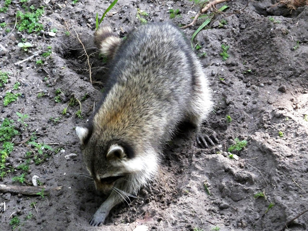 What Animal is Digging Holes in My Yard