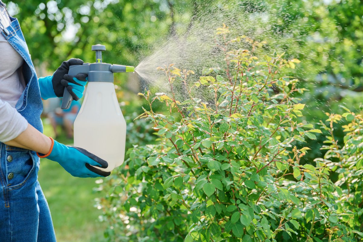 Femme pulvérisant des rosiers dans un parterre de fleurs dans le jardin, dans l'arrière-cour, protégeant les plantes des ravageurs et des maladies fongiques. Hobby, jardinage, aménagement paysager, concept de soin des plantes de la nature.