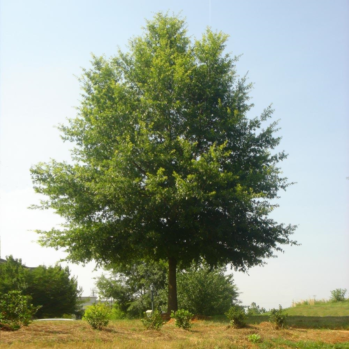 A large oak tree.