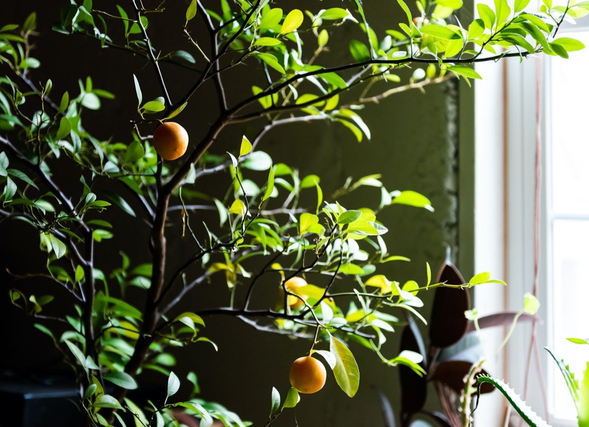 10 Plants You Can Winter Indoors