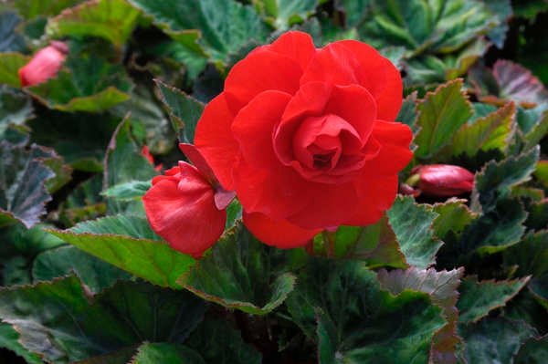 iStock_plantes_de_patio_Bégonias tubéreux