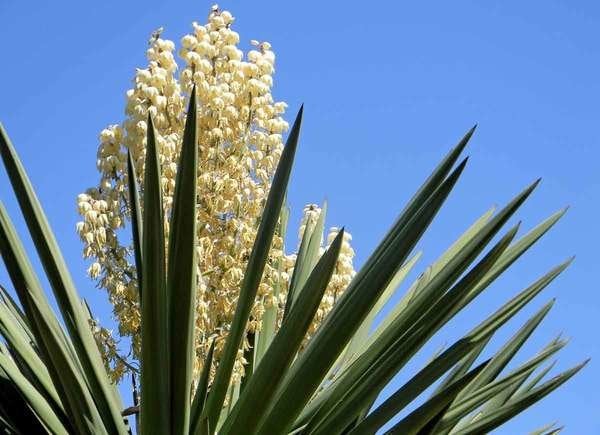 Yucca plant