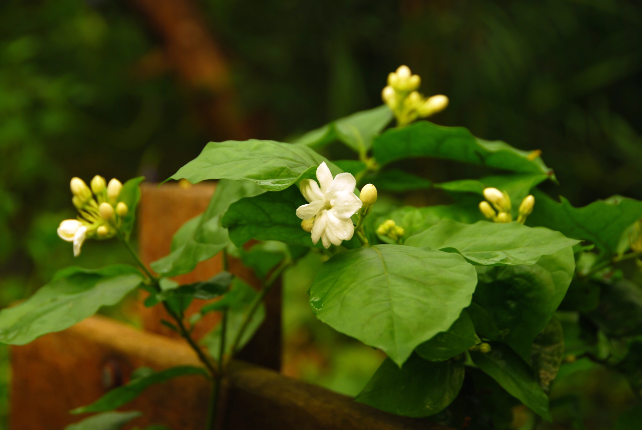 Soins de la plante de jasmin