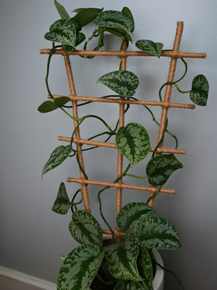 15 Beautiful and Functional Trellis Ideas for Climbing Plants