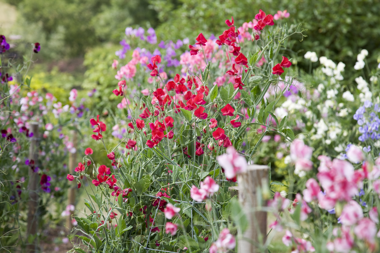 iStock-154956135 annual flowers sweet pea.jpg