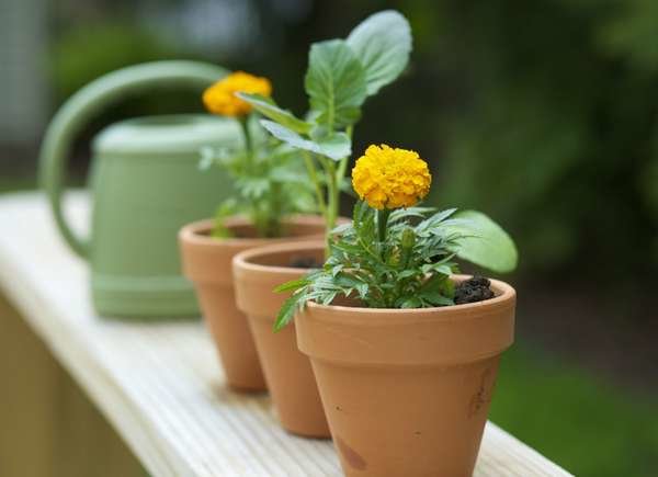 plantes qui éloignent les moustiques