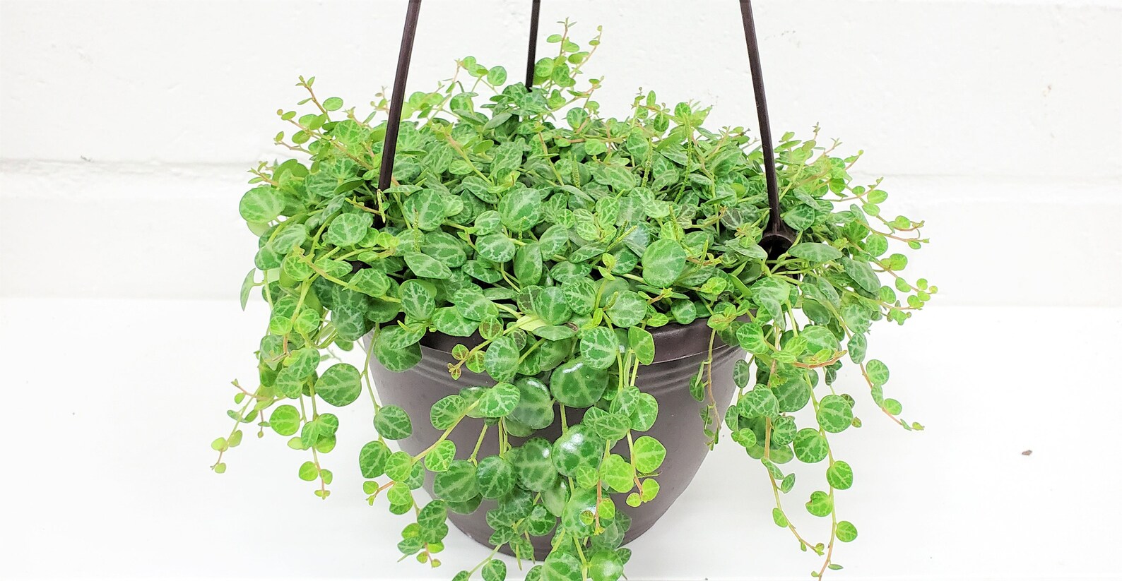 String of turtles plant in grey hanging planter.