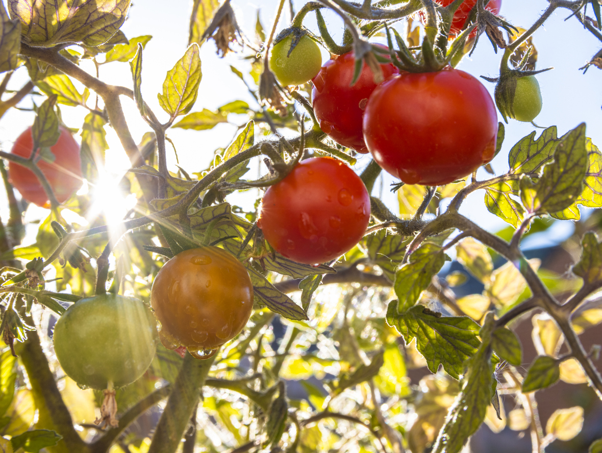 Unripe and ripe tomatoes on the same tree, sun shining through the leaves, water droplets on the fruit.