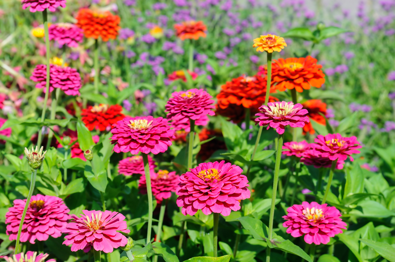 iStock-1224507727 annual flowers Zinnia.jpg