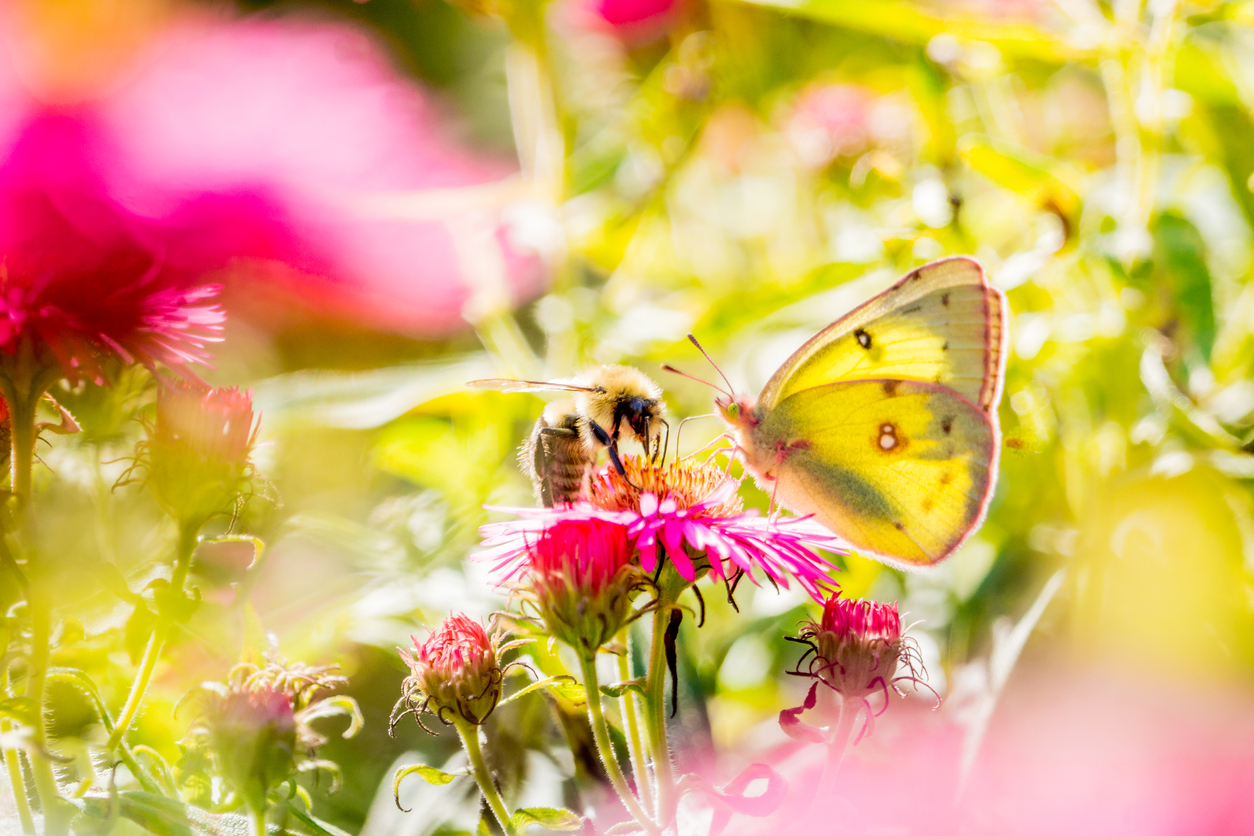 A superb lemon butterfly placed on a pink aster flower.