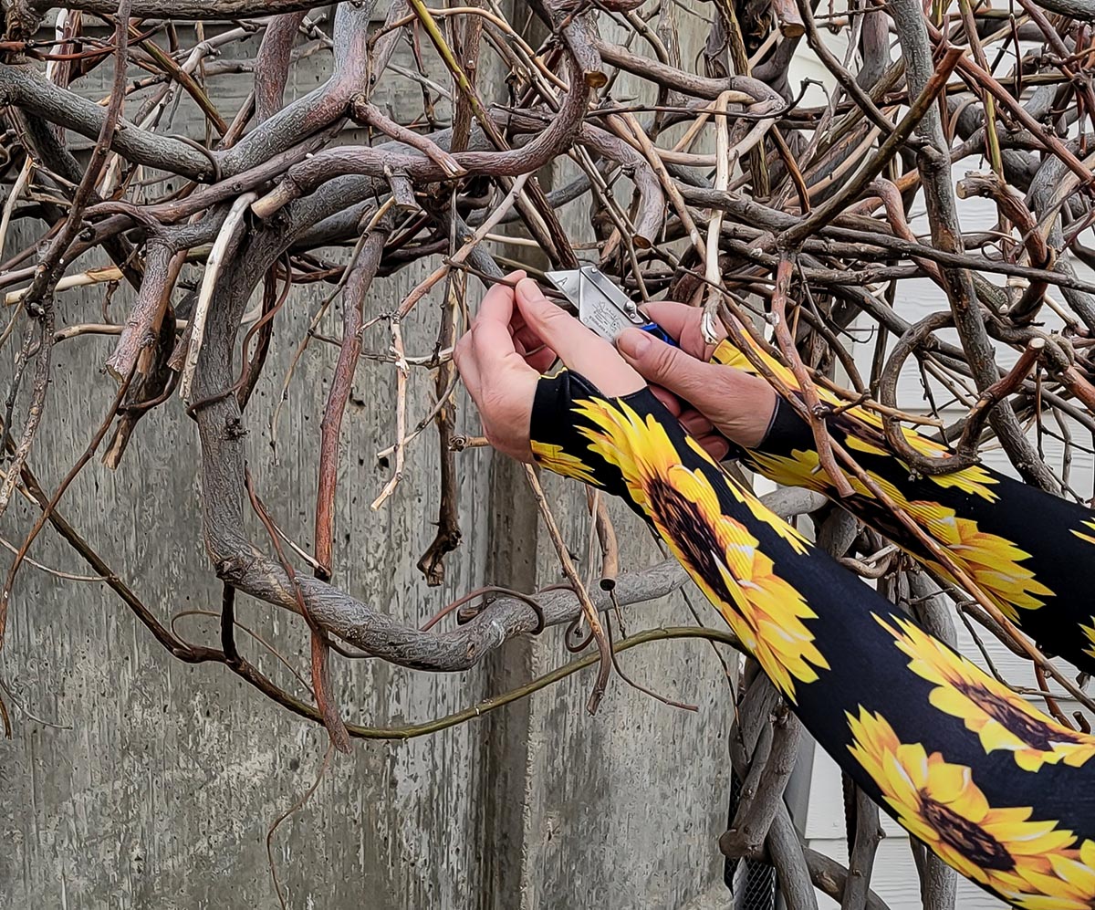 Close-up of a woman's forearms while trimming a branch and wearing Wellday gardening sleeves