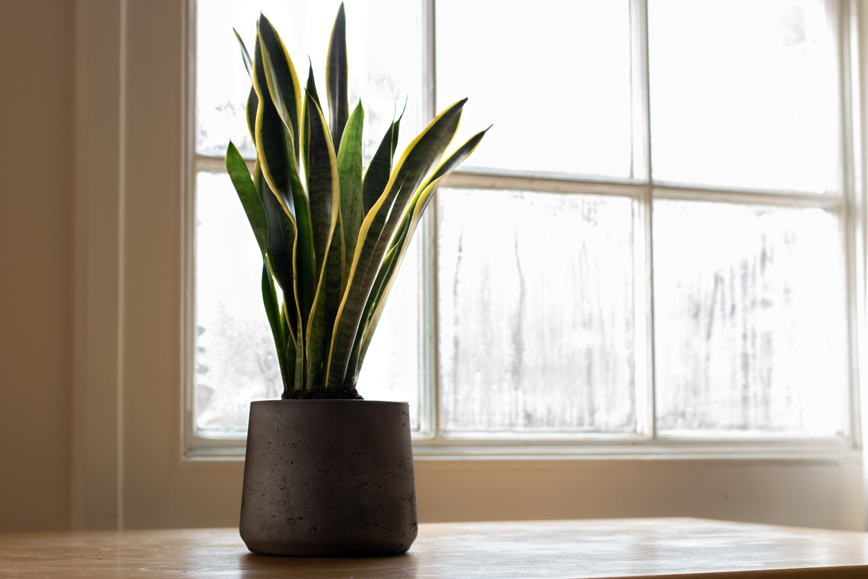 A Sansevieria trifasciata indoor plant, next to a nice white interior.