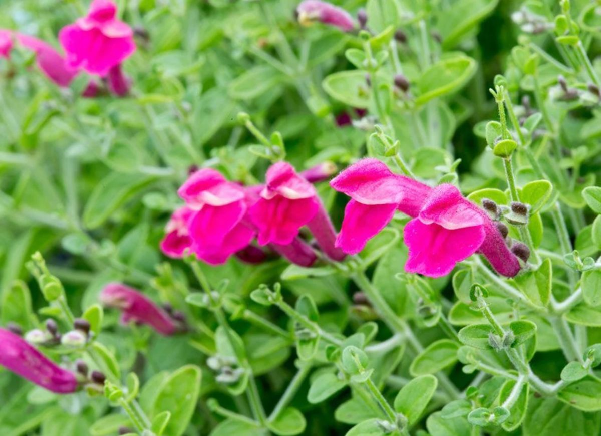 The 15 Best Plants for Rock Gardens