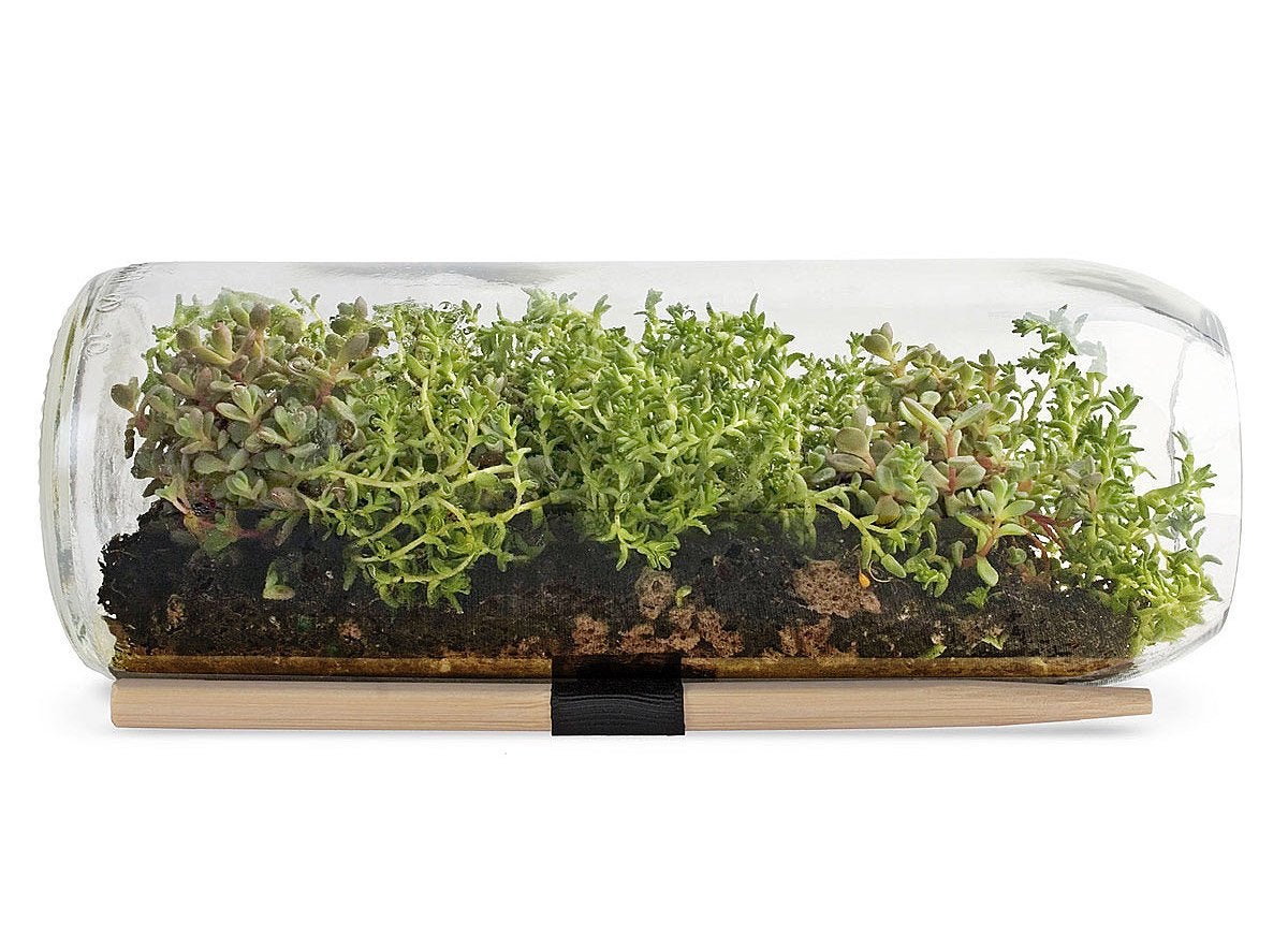 10 Tiny Gardens You Can Grow on Your Windowsill